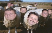 jurbena sheep band.jpg